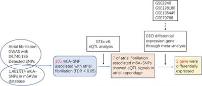 Genome-wide detection of m6A-associated SNPs in atrial fibrillation pathogenesis